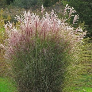 Мiскантус  Miscanthus  "Morning Light"